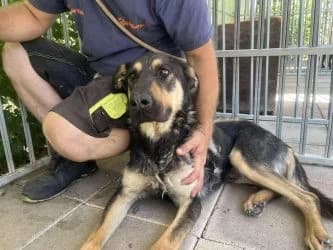 Penge (reserviert), male young Mixed Breed for adoption at Tierheim Dillenburg, Dillenburg