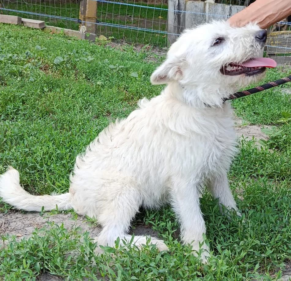 Petra, female puppy Mixed Breed for adoption at Tierheim Dillenburg, Dillenburg