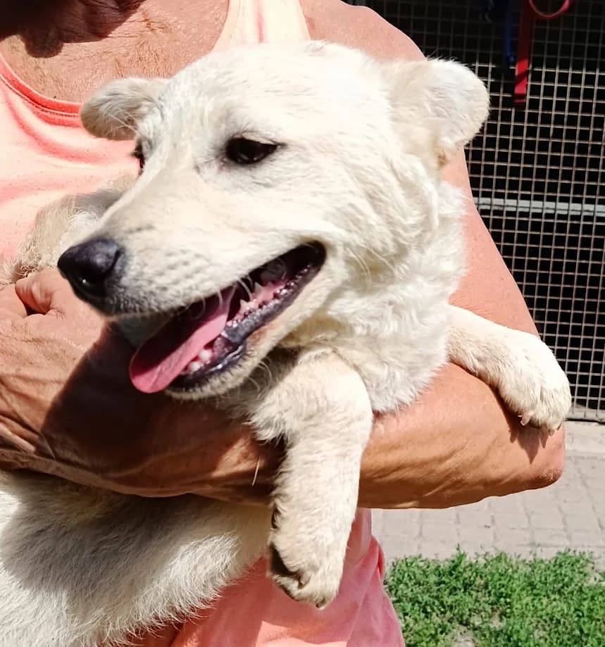 Pista, female puppy Mixed Breed for adoption at Tierheim Dillenburg, Dillenburg