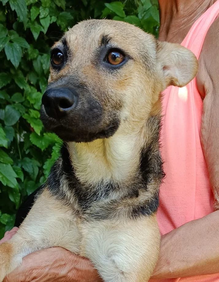 Polly, female puppy Mixed Breed for adoption at Tierheim Dillenburg, Dillenburg