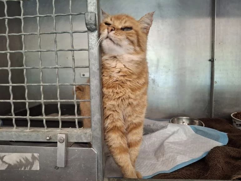 Rouven (Fundkater Mittenaar), male senior Mixed Breed for adoption at Tierheim Dillenburg, Dillenburg