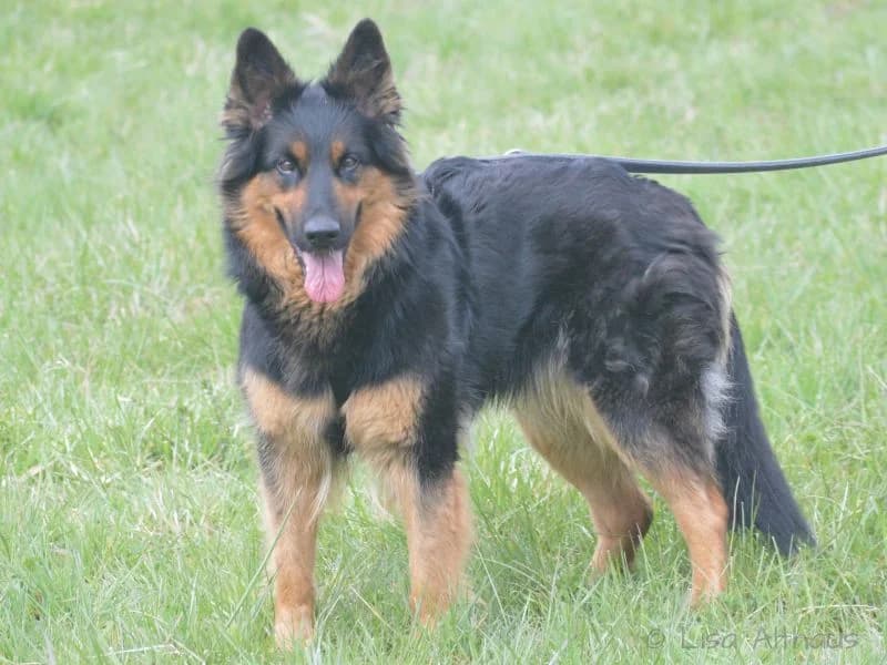 Sasi, female young Mixed Breed for adoption at Tierheim Dillenburg, Dillenburg