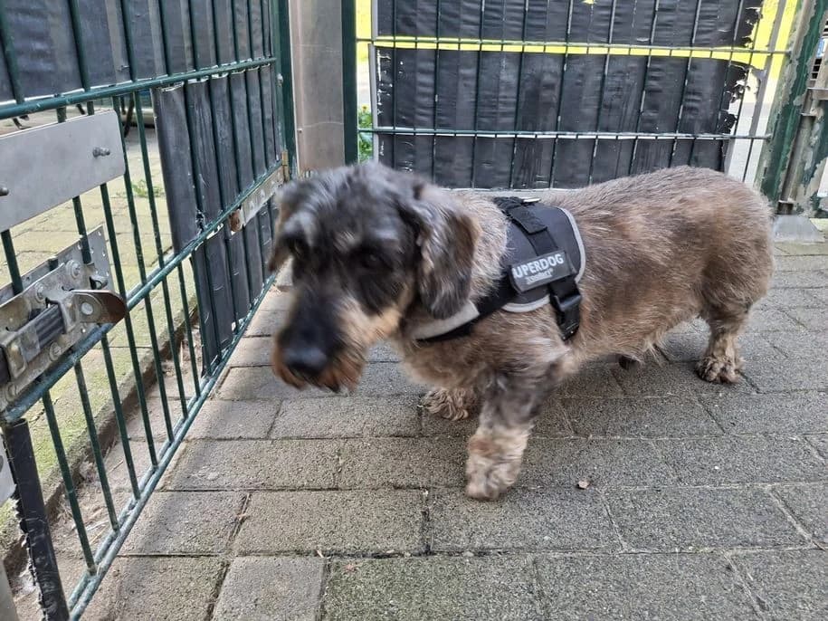 Sepp, male senior Mixed Breed for adoption at Tierheim Dillenburg, Dillenburg