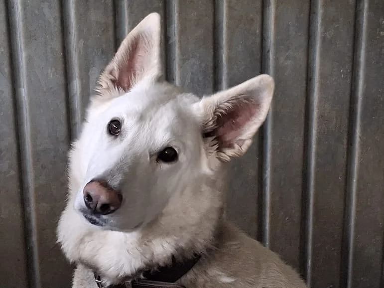 Snow, weiß male 3yo Mixed Breed for adoption at Tierheim Dillenburg, Dillenburg