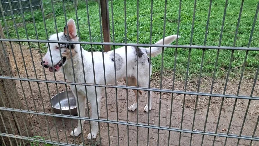 Snow, male young Mixed Breed for adoption at Tierheim Dillenburg, Dillenburg