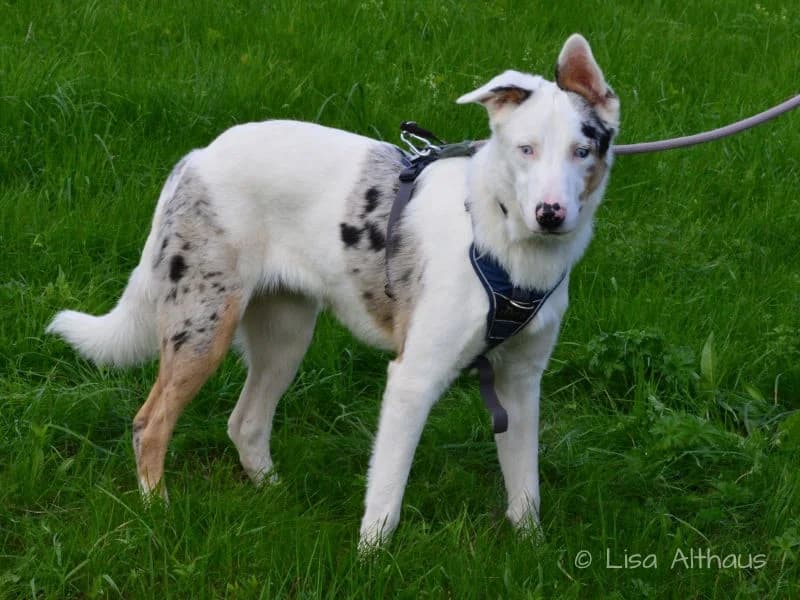 Snow, male young Mixed Breed for adoption at Tierheim Dillenburg, Dillenburg