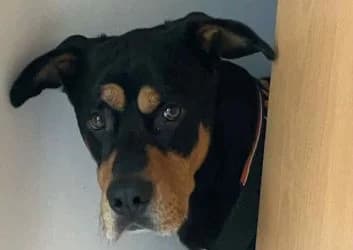 Whisky (dringender Notfall von privat)), male senior Mixed Breed for adoption at Tierheim Dillenburg, Dillenburg