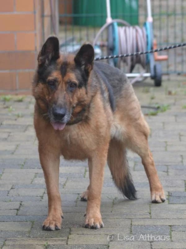 Zsazsa, female senior Mixed Breed for adoption at Tierheim Dillenburg, Dillenburg