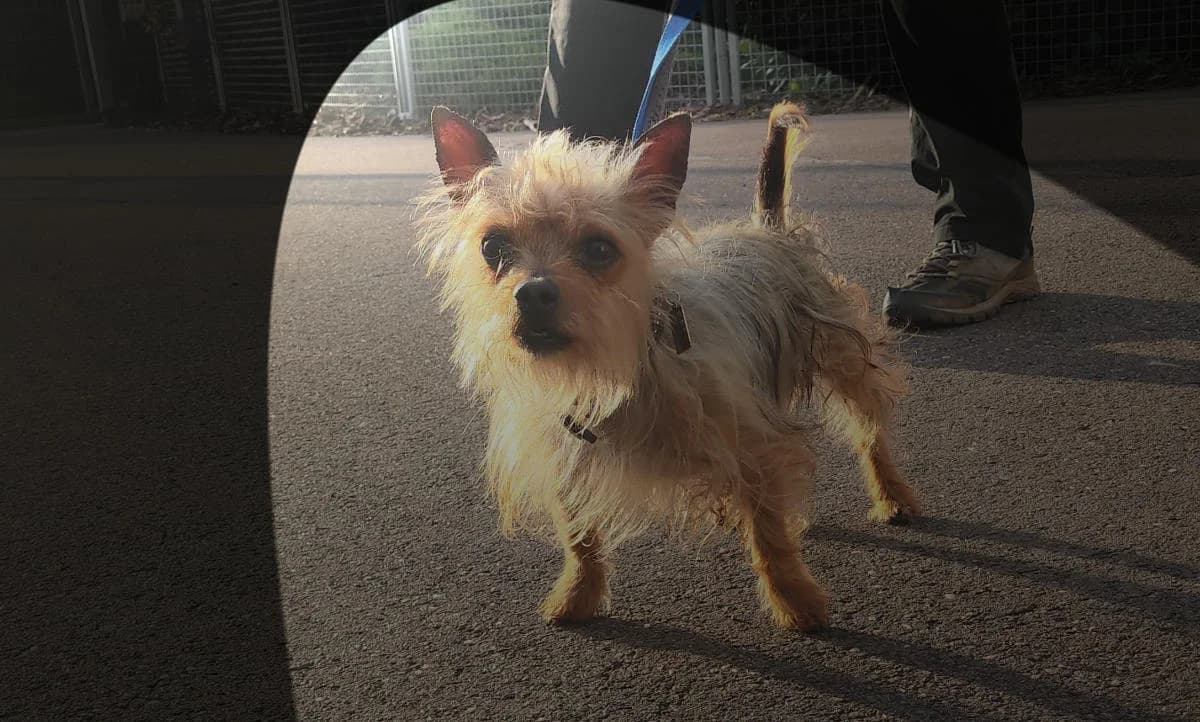 Max, male senior Yorkshire Terrier for adoption at Hedwig-Trampert-Tierheim Dillingen, Dillingen