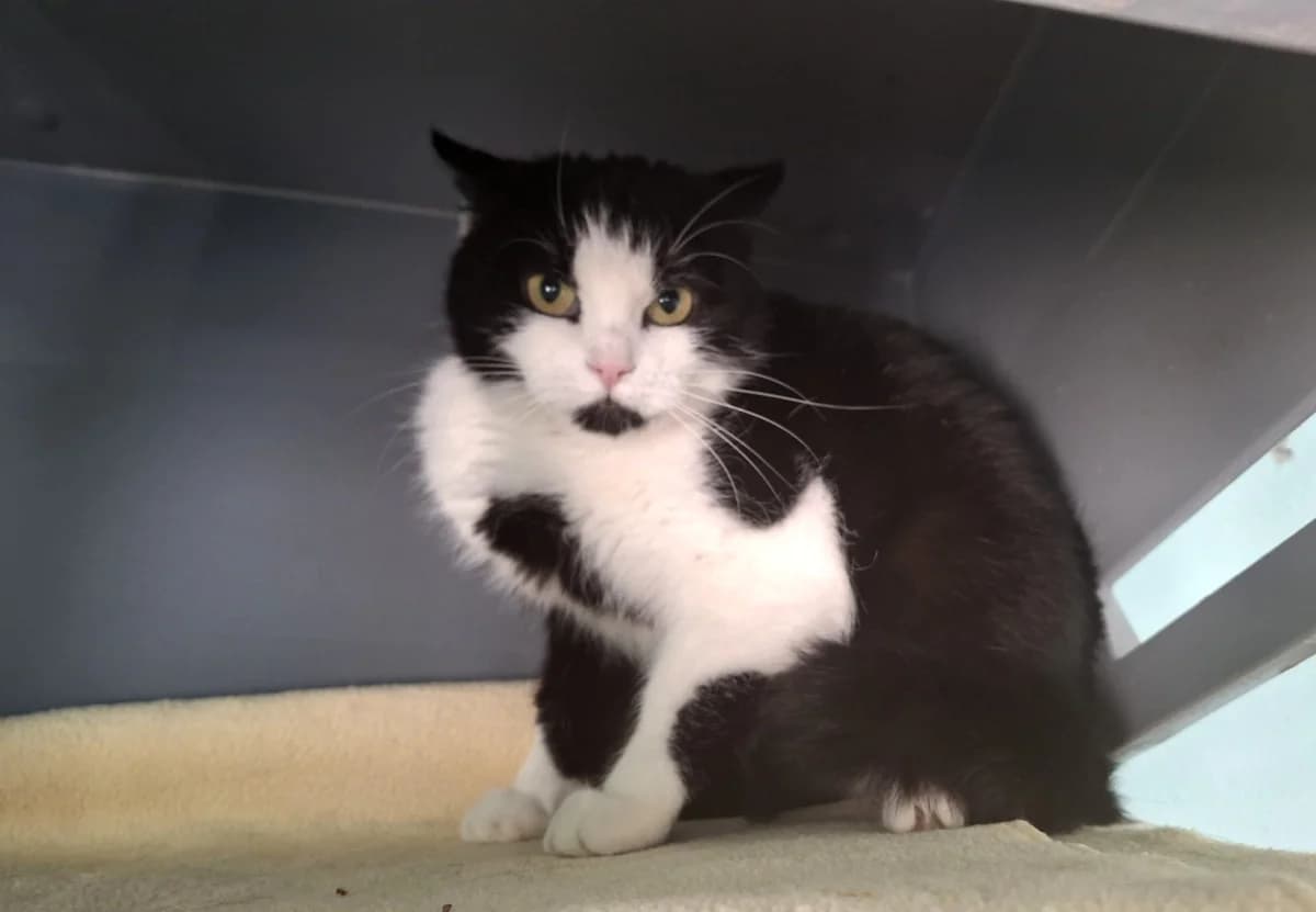 A1, male young Mixed Breed for adoption at Hedwig-Trampert-Tierheim Dillingen, Dillingen