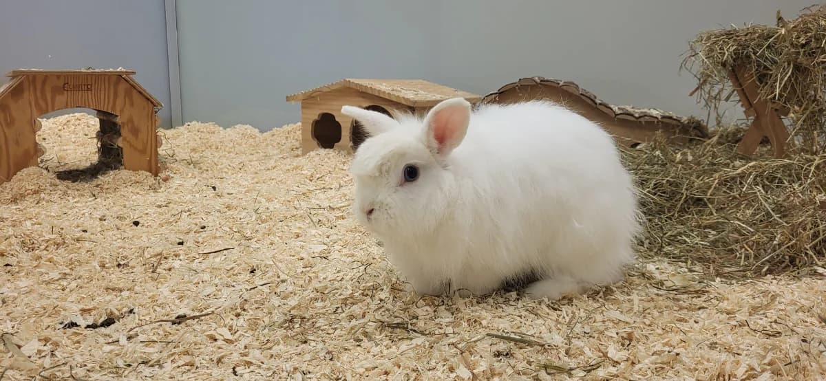 Starlord, male young Mixed Breed for adoption at Hedwig-Trampert-Tierheim Dillingen, Dillingen