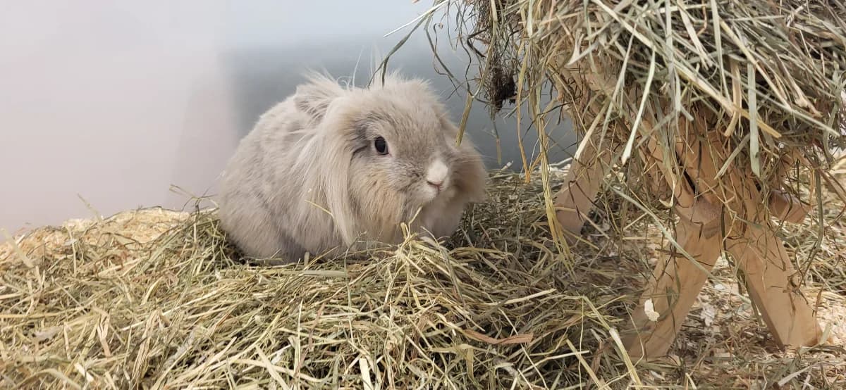 Emil & Emilia, male Mixed Breed for adoption at Hedwig-Trampert-Tierheim Dillingen, Dillingen