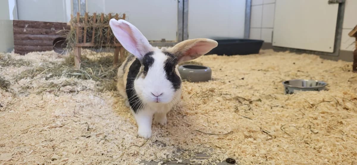 Tom, male young Mixed Breed for adoption at Hedwig-Trampert-Tierheim Dillingen, Dillingen
