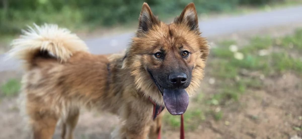 Malou, male Mixed Breed for adoption at Hedwig-Trampert-Tierheim Dillingen, Dillingen