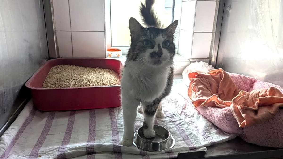 Alexander, male Mixed Breed for adoption at Hedwig-Trampert-Tierheim Dillingen, Dillingen