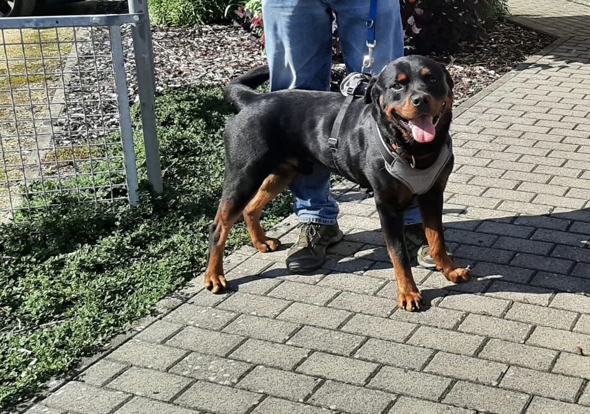 Amigo, schwarz male senior Rottweiler for adoption at Hedwig-Trampert-Tierheim Dillingen, Dillingen