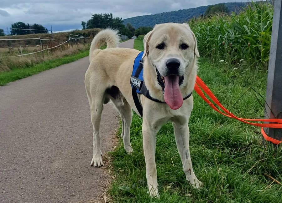Sero, male 4yo Kangal for adoption at Hedwig-Trampert-Tierheim Dillingen, Dillingen