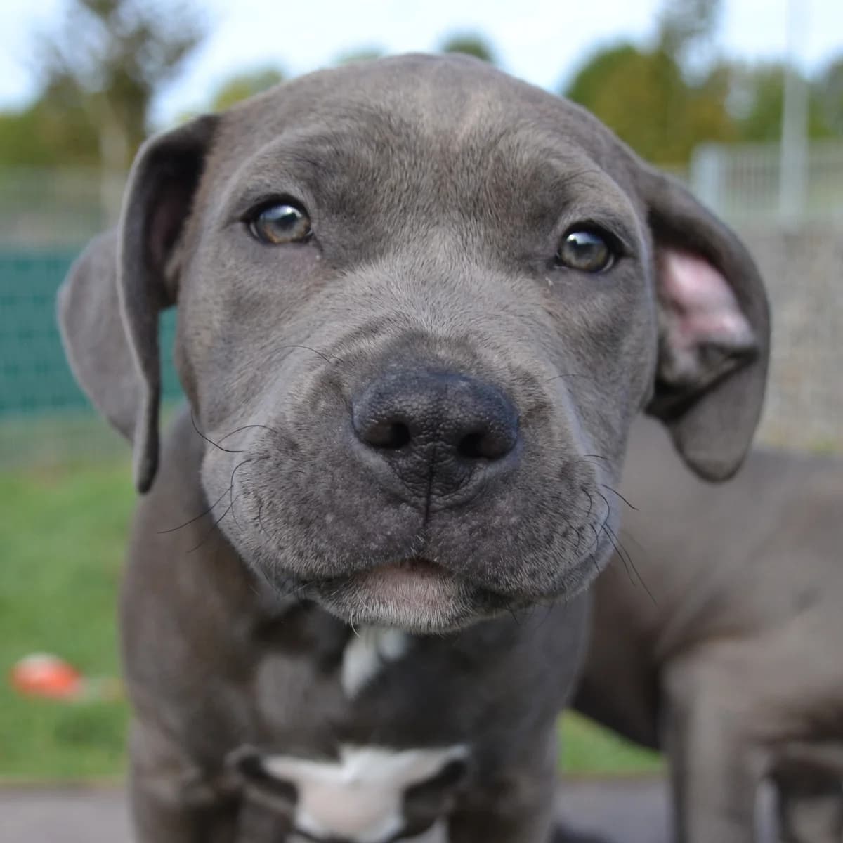 Frida Kahlo, puppy Mixed Breed for adoption at Kreistierheim Schwarzwald-Baar Kreis e.V