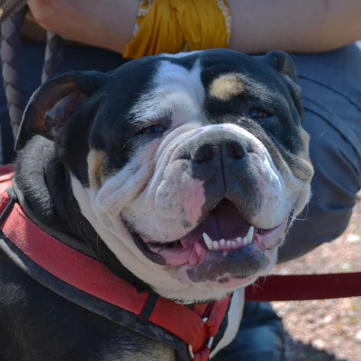 SUNNY, 4yo Mixed Breed for adoption at Kreistierheim Schwarzwald-Baar Kreis e.V