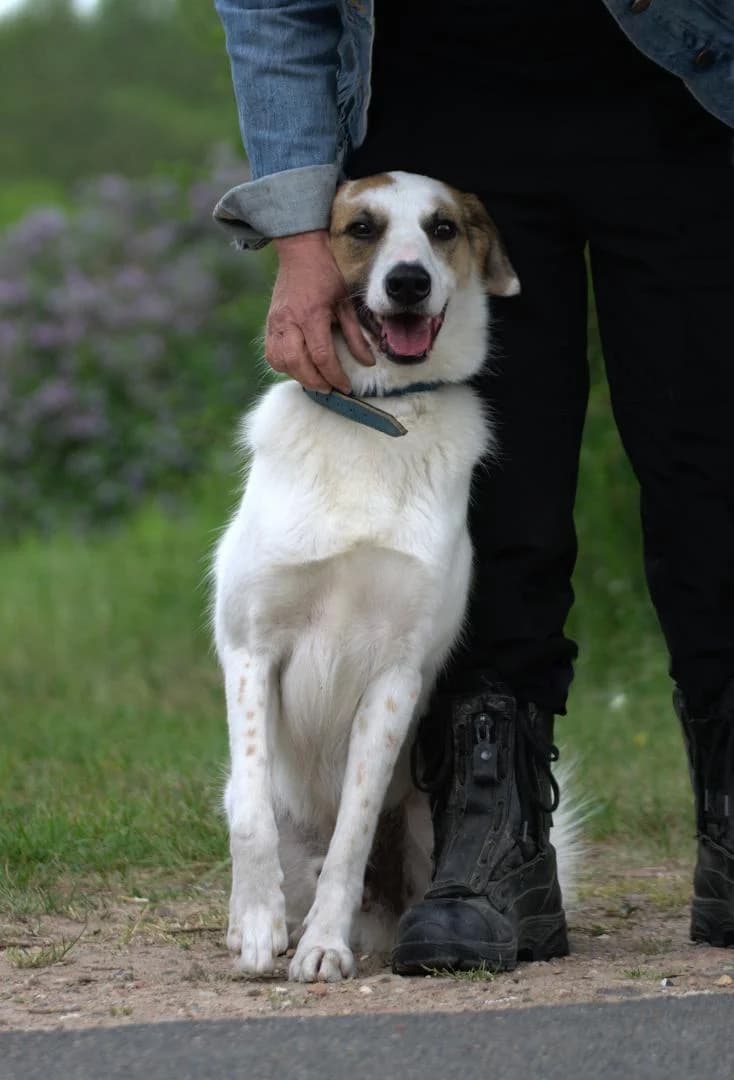 Bandit, male 7yo Mixed Breed for adoption at Tierheim Dorf Mecklenburg