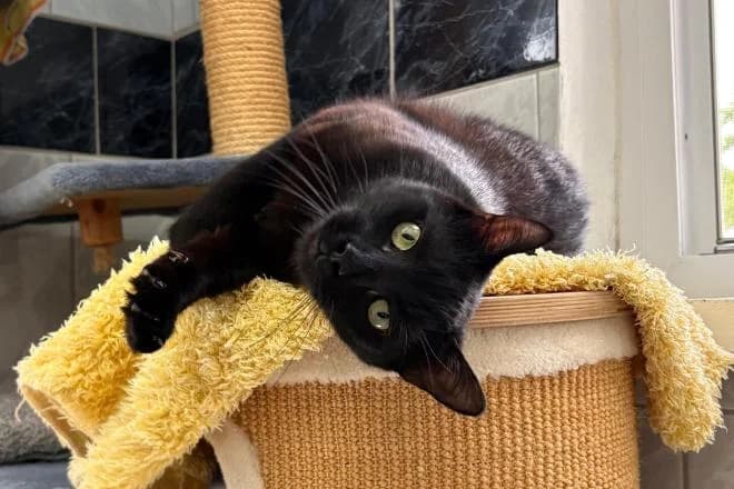 Blacky, male young mixed breed for adoption at Tierheim Dorf Mecklenburg