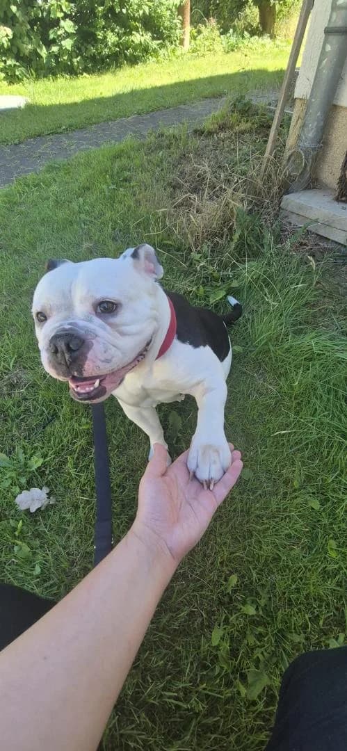 Bonnie, female 4yo English Bulldog for adoption at Tierheim Dorf Mecklenburg