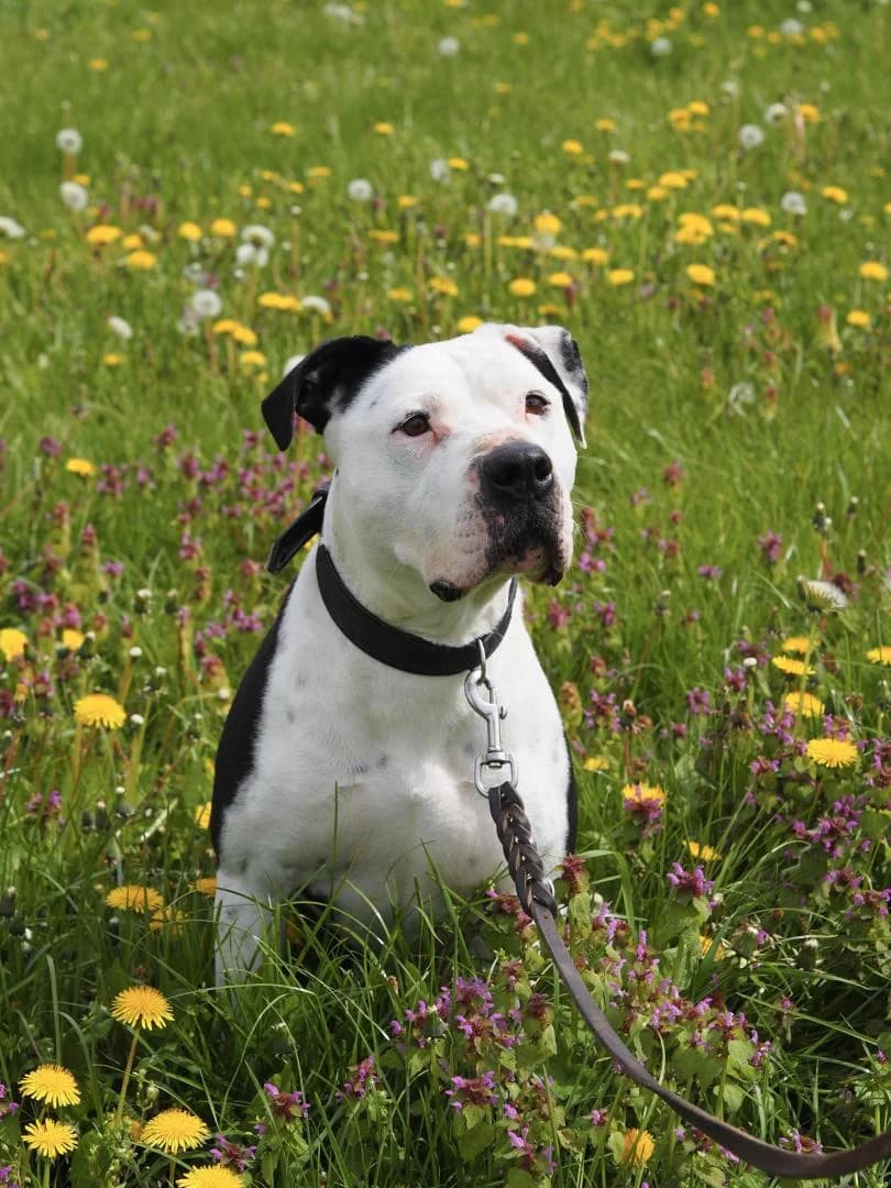 Camuka, male senior Pit Bull Terrier for adoption at Tierheim Dorf Mecklenburg
