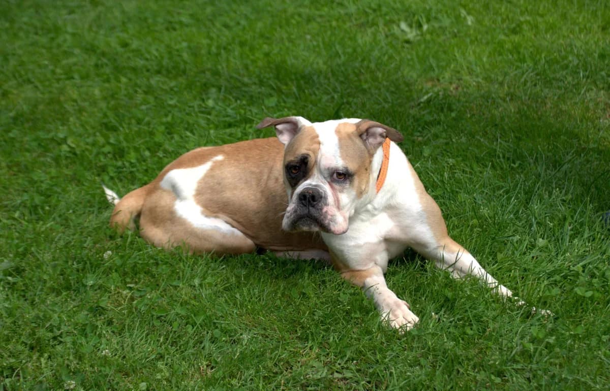 Ella, female 6yo Mixed Breed for adoption at Tierheim Dorf Mecklenburg