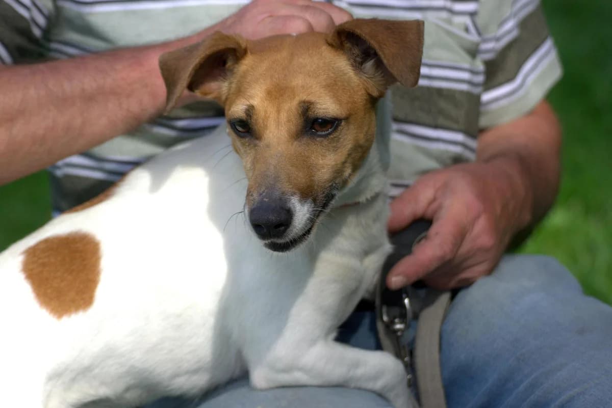 Erika, female 4yo Jack Russell Terrier for adoption at Tierheim Dorf Mecklenburg