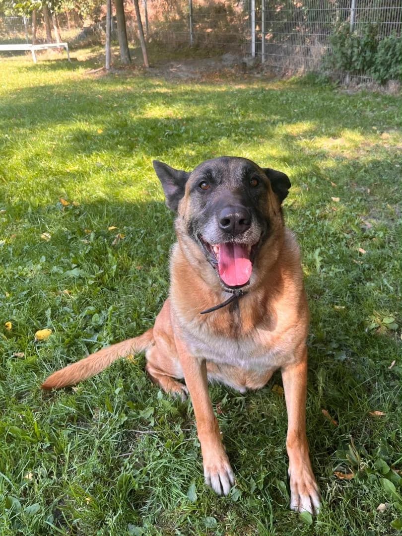 Faro, male senior Belgian Malinois for adoption at Tierheim Dorf Mecklenburg