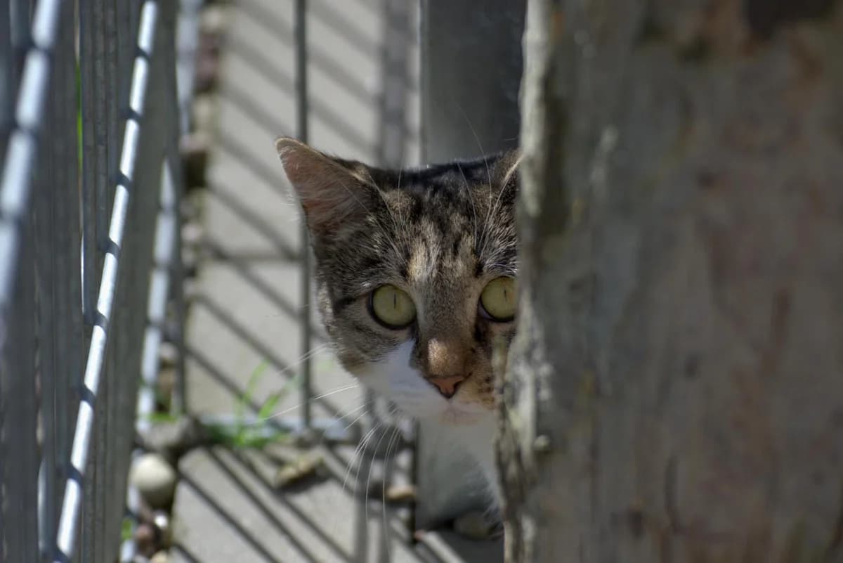 Fay, female 3yo mixed breed for adoption at Tierheim Dorf Mecklenburg