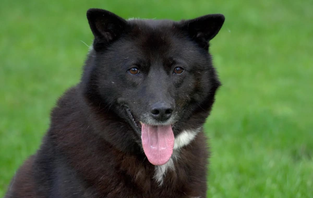 Grosni, male senior mixed breed for adoption at Tierheim Dorf Mecklenburg