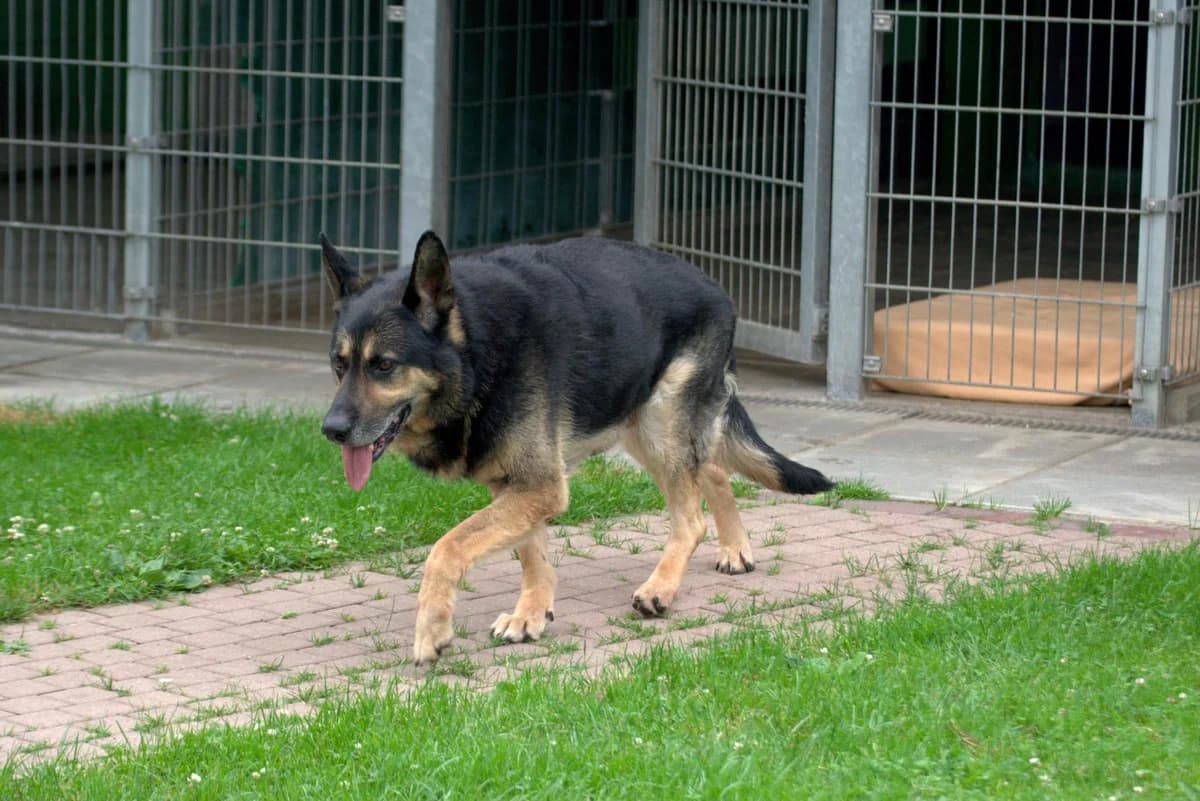 Hugo, male senior German Shepherd for adoption at Tierheim Dorf Mecklenburg