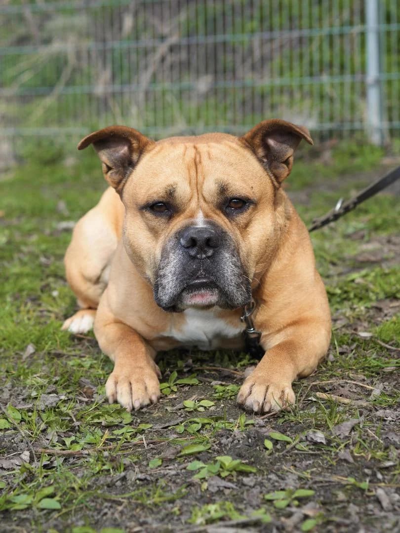 Johnny, male 7yo American Bully for adoption at Tierheim Dorf Mecklenburg