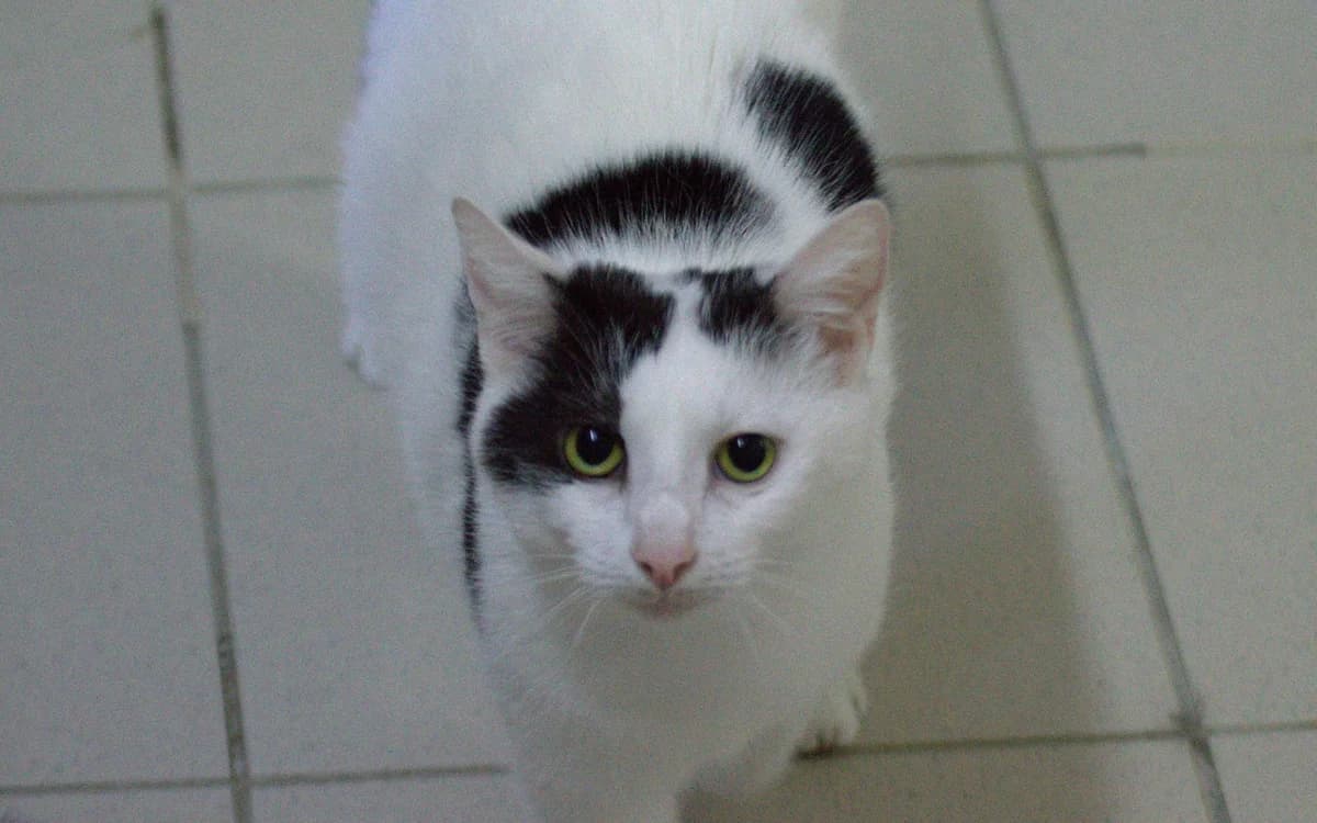 Jule, female 4yo mixed breed for adoption at Tierheim Dorf Mecklenburg