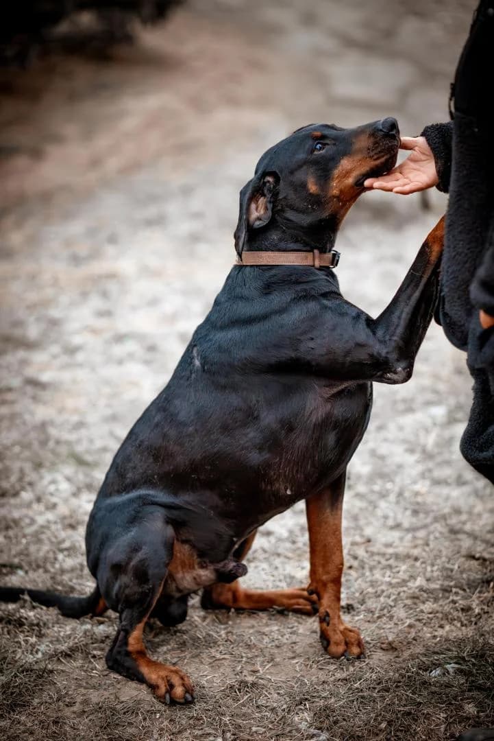 Junior, male senior Doberman for adoption at Tierheim Dorf Mecklenburg