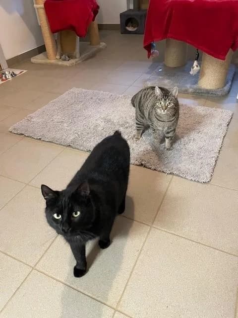 King und Maggie, schwarz young mixed breed for adoption at Tierheim Dorf Mecklenburg