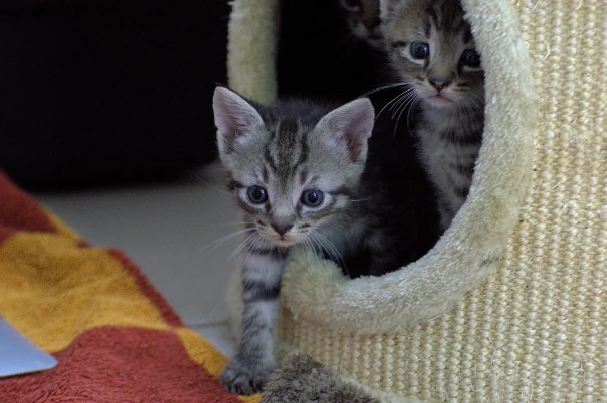 Kitten, puppy mixed breed for adoption at Tierheim Dorf Mecklenburg