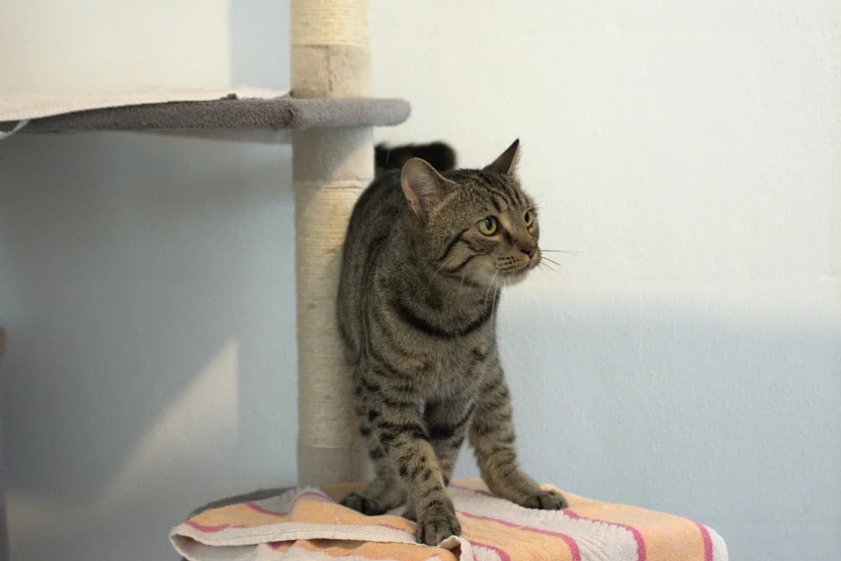 Lee, male young mixed breed for adoption at Tierheim Dorf Mecklenburg