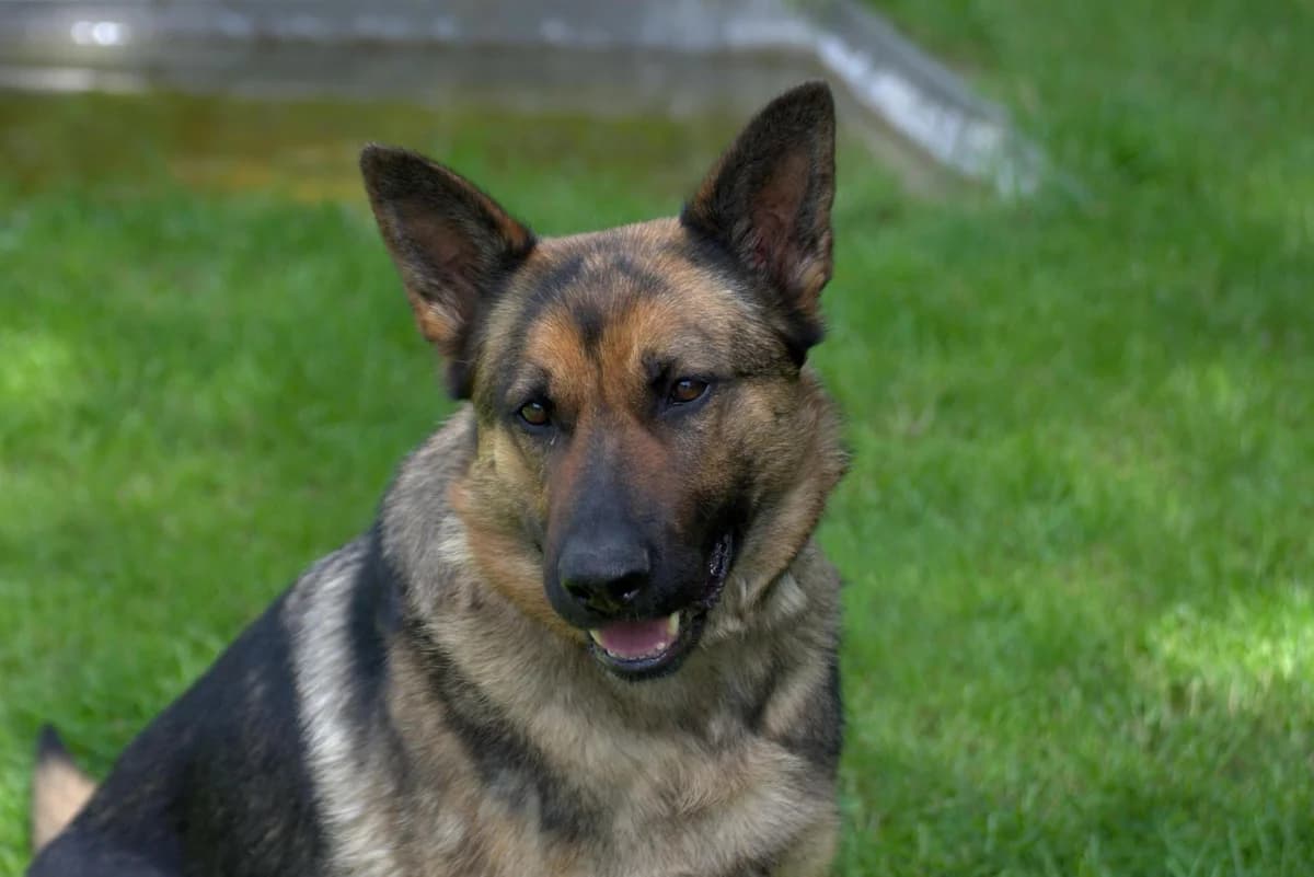 Lexa, female 3yo German Shepherd for adoption at Tierheim Dorf Mecklenburg