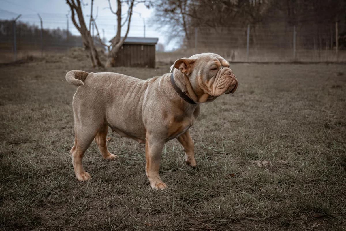 Mayla, female Mixed Breed for adoption at Tierheim Dorf Mecklenburg