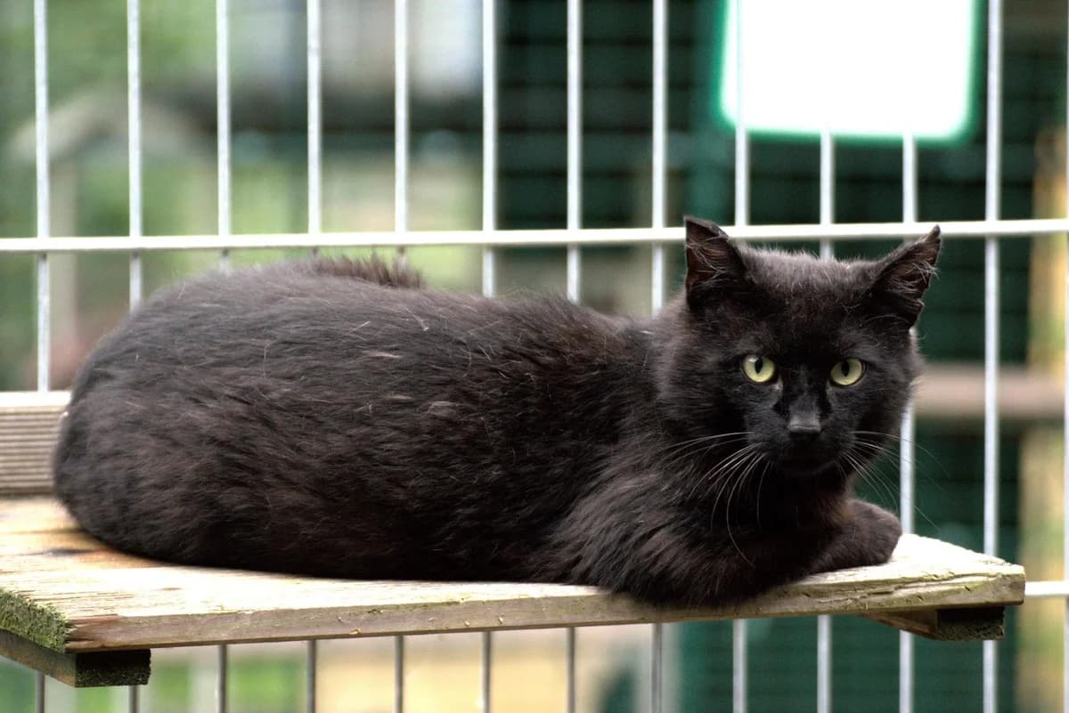 Michel, male young mixed breed for adoption at Tierheim Dorf Mecklenburg