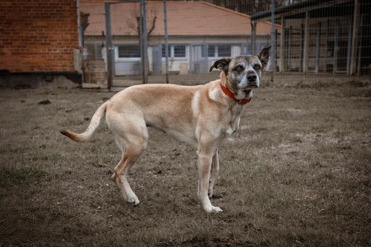 Nicky, female senior Belgian Malinois for adoption at Tierheim Dorf Mecklenburg