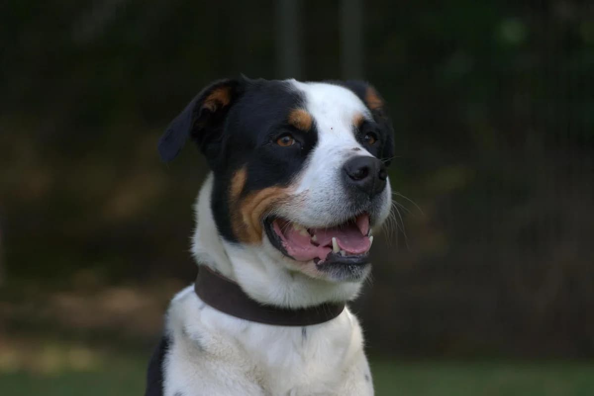 Oskar, male 5yo Labrador Retriever for adoption at Tierheim Dorf Mecklenburg