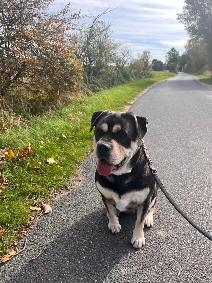 Otis, male 3yo English Bulldog for adoption at Tierheim Dorf Mecklenburg