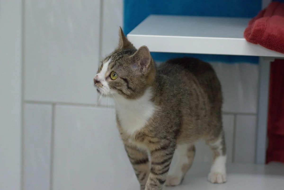 Peanut und Penny, mixed breed for adoption at Tierheim Dorf Mecklenburg