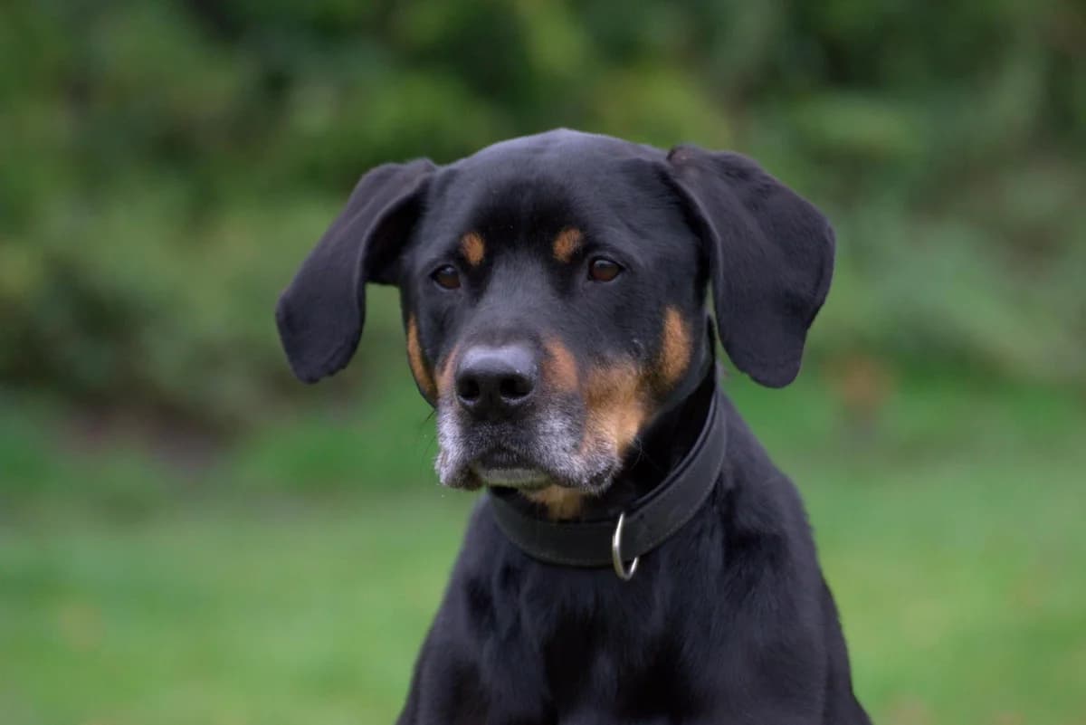 Riley, male 7yo Doberman for adoption at Tierheim Dorf Mecklenburg