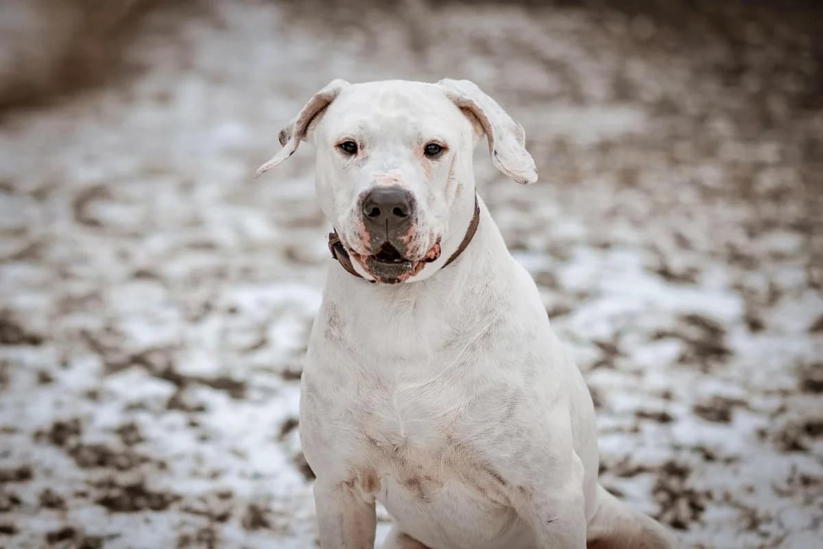 Rocky, male 7yo Dogo Argentino for adoption at Tierheim Dorf Mecklenburg