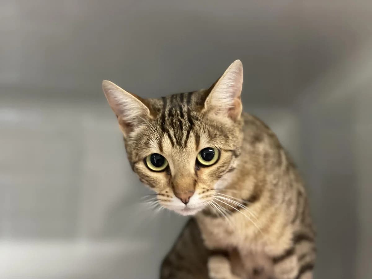 Shira, female 3yo Bengal for adoption at Tierheim Dorf Mecklenburg