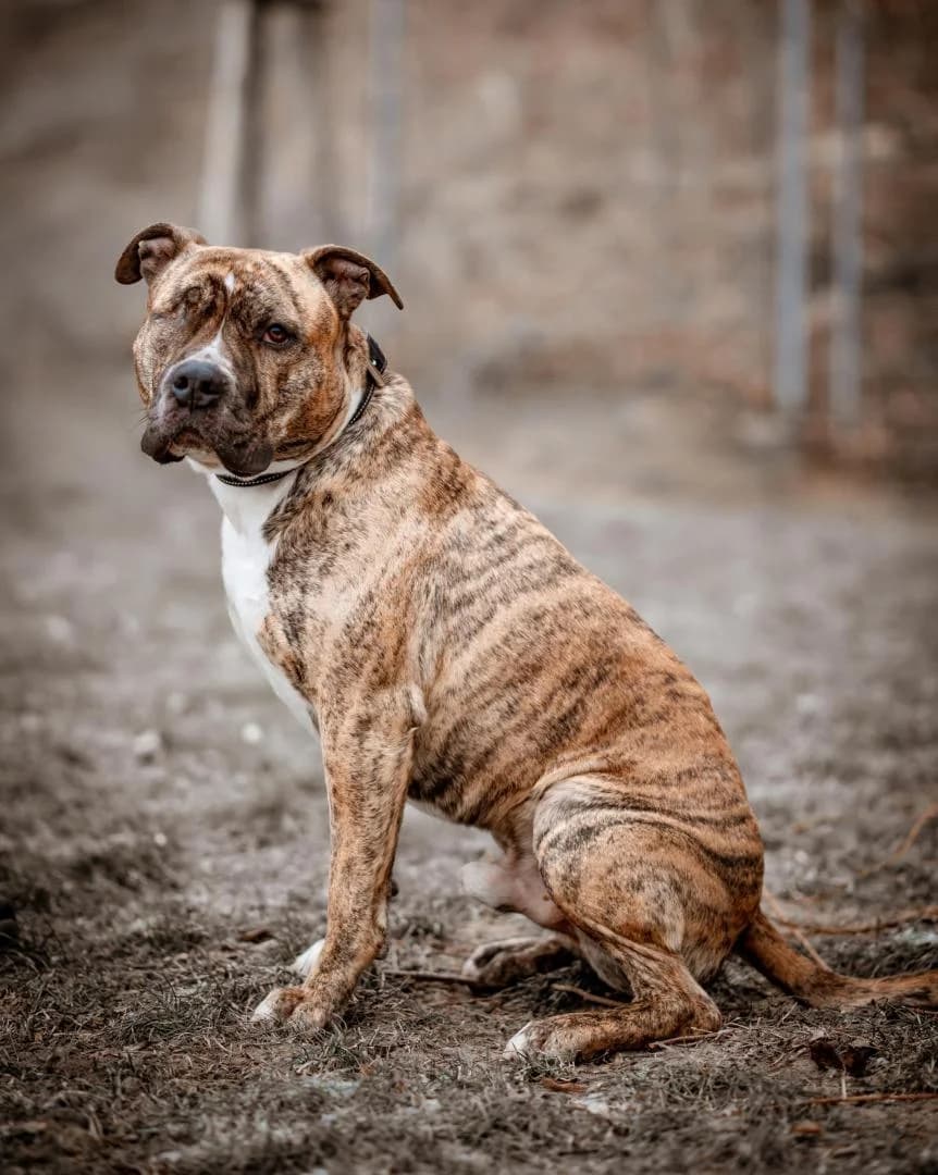 Spike, male 3yo American Staffordshire Terrier for adoption at Tierheim Dorf Mecklenburg